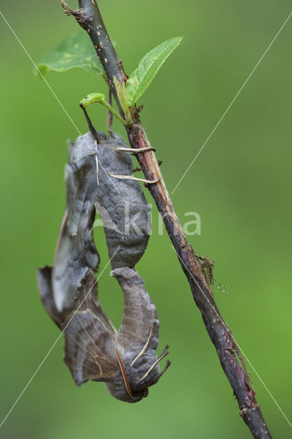 Poplar Hawk-moth (Laothoe populi)