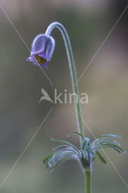 Knikkend wildemanskruid (Pulsatilla pratensis)