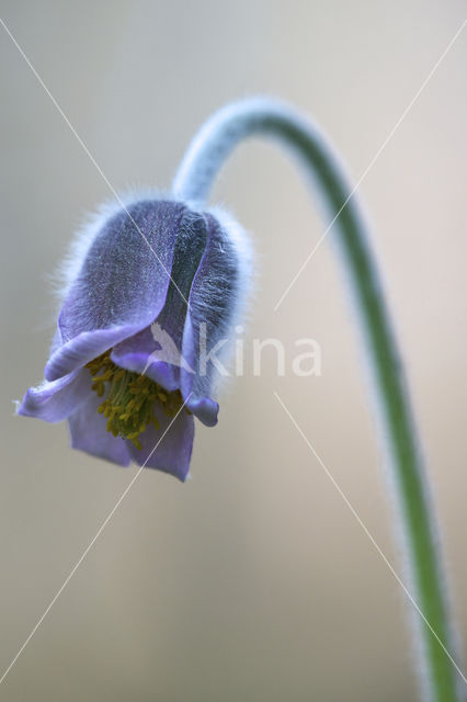 Knikkend wildemanskruid (Pulsatilla pratensis)