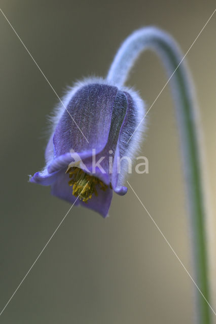 Knikkend wildemanskruid (Pulsatilla pratensis)