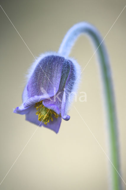 Knikkend wildemanskruid (Pulsatilla pratensis)