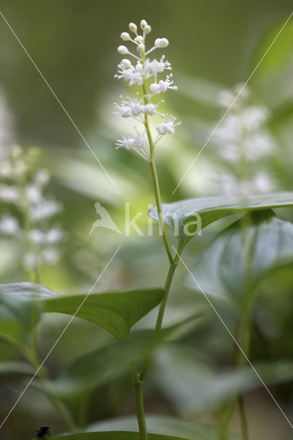 Dalkruid (Maianthemum bifolium)