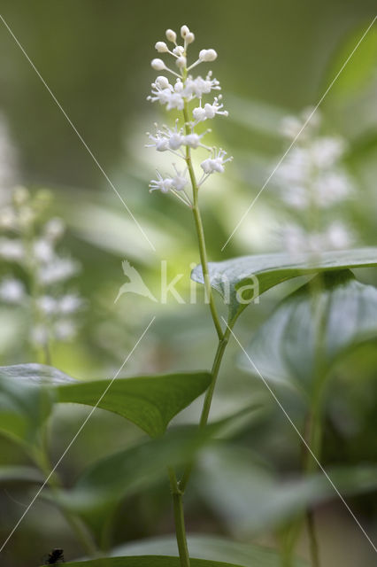 May Lily (Maianthemum bifolium)