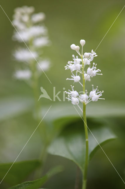 May Lily (Maianthemum bifolium)