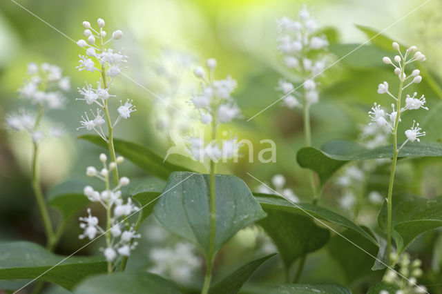 May Lily (Maianthemum bifolium)