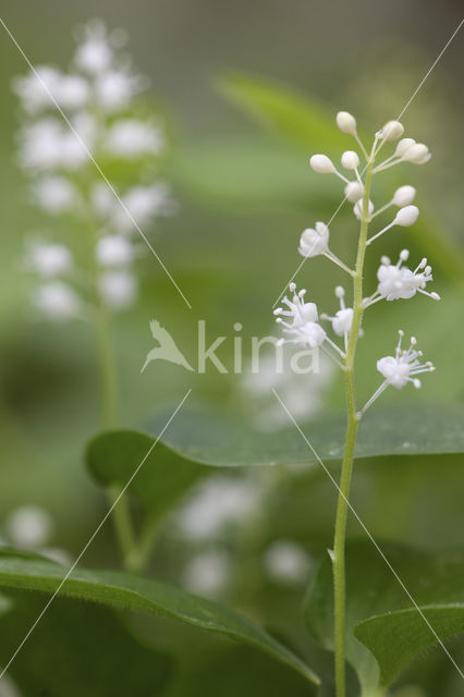 May Lily (Maianthemum bifolium)