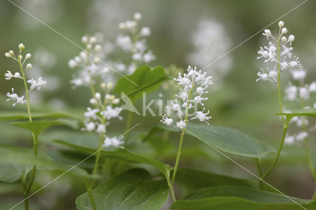 May Lily (Maianthemum bifolium)