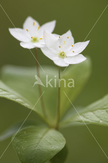 Chickweed Wintergreen (Trientalis europaea)