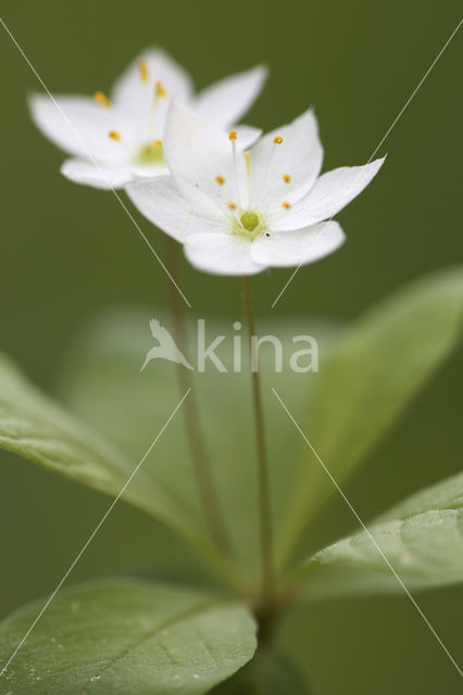 Chickweed Wintergreen (Trientalis europaea)