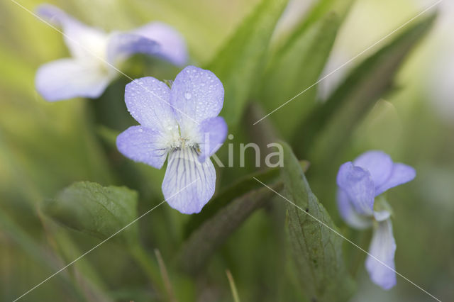 Melkviooltje (Viola persicifolia)