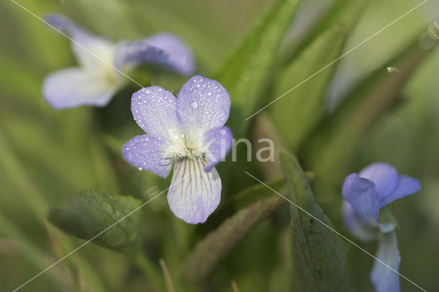 Melkviooltje (Viola persicifolia)