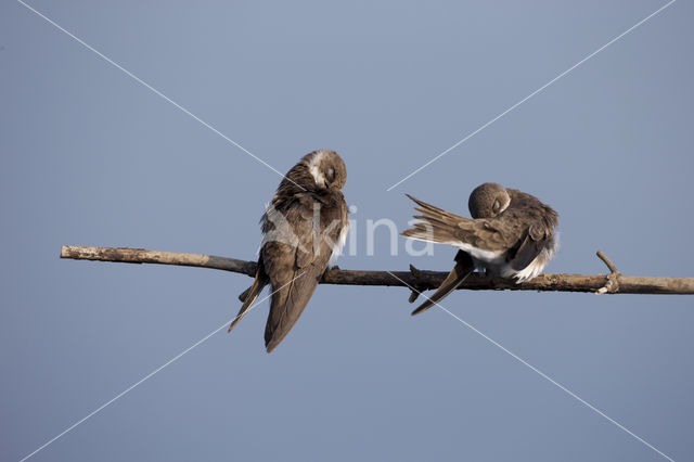 Bank Swallow (Riparia riparia)