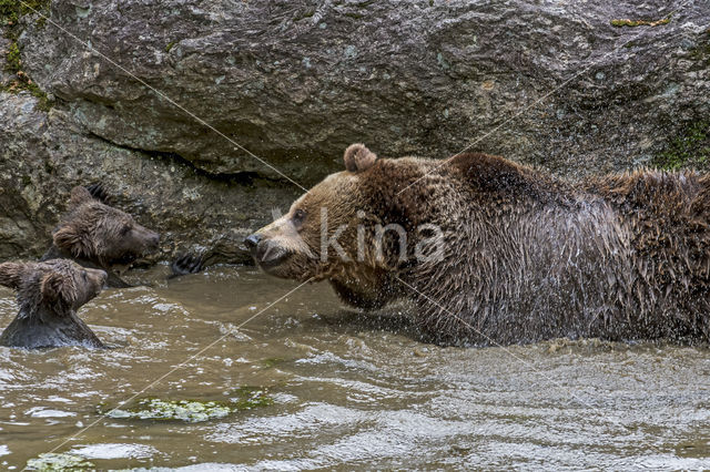 Brown Bear (Ursus arctos arctos)