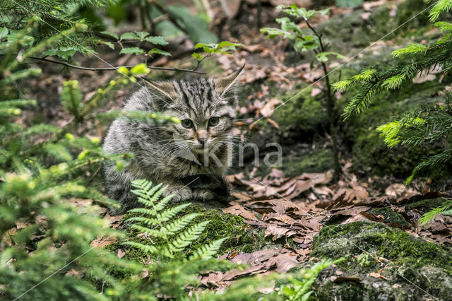 Wilde kat (Felis silvestris)