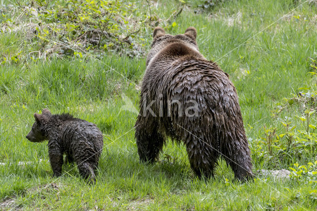 Ursus arctos arctos