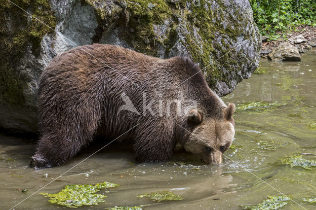 Brown Bear (Ursus arctos arctos)