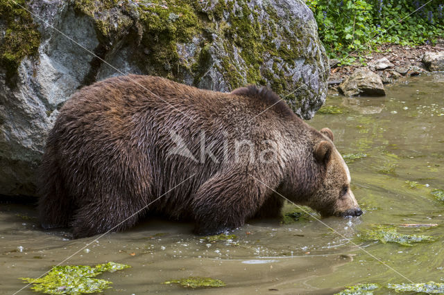 Brown Bear (Ursus arctos arctos)