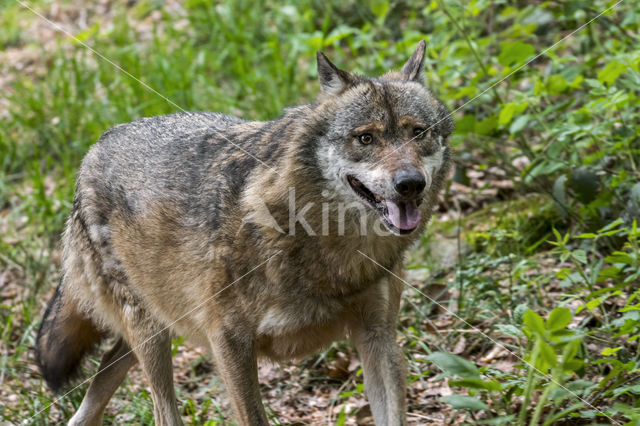 Grey Wolf (Canis lupus)