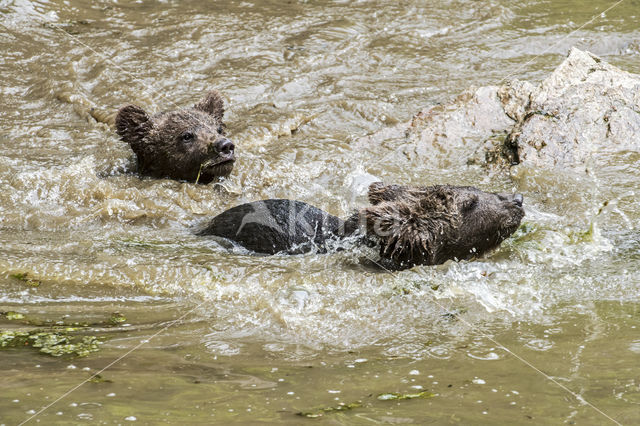 Brown Bear (Ursus arctos arctos)