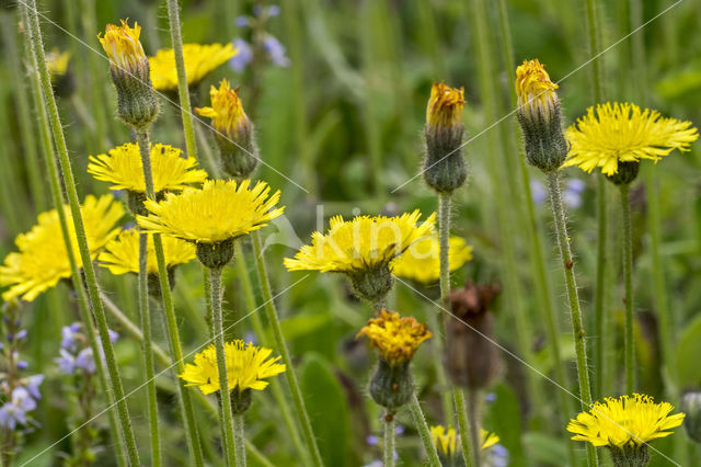 Mouse-ear Hawkweed (Hieracium pilosella)