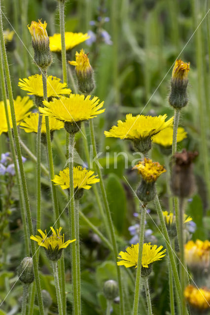 Mouse-ear Hawkweed (Hieracium pilosella)