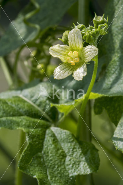 White Bryony (Bryonia dioica)