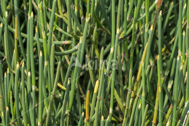 Sea Grape (Ephedra distachya)