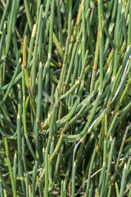 Sea Grape (Ephedra distachya)