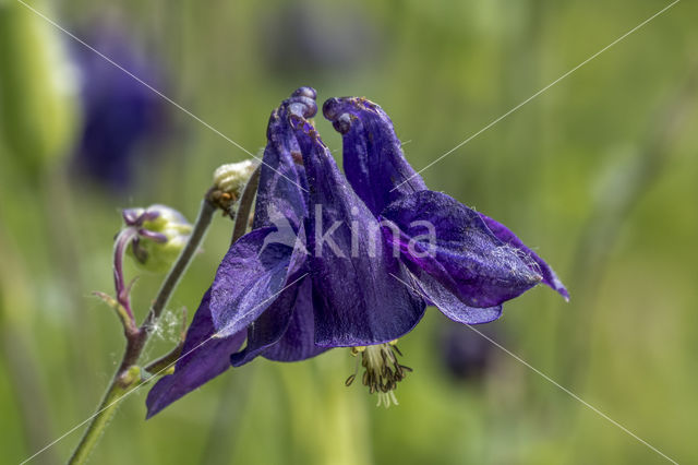 Columbine (Aquilegia vulgaris)