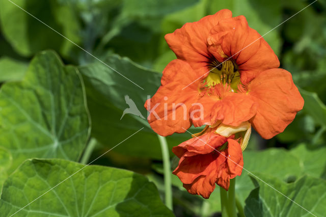 Garden Nasturnium (Tropaeolum majus)