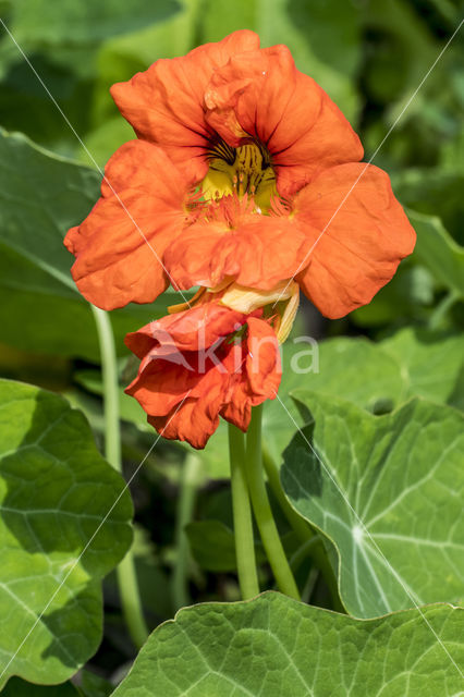 Garden Nasturnium (Tropaeolum majus)