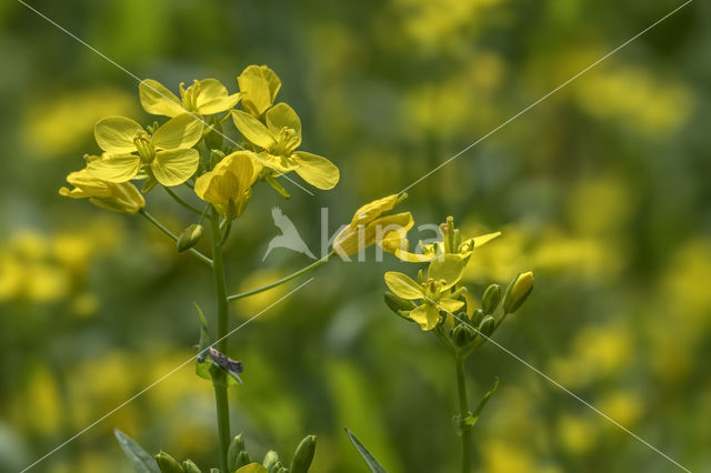 Turnip (Brassica rapa)