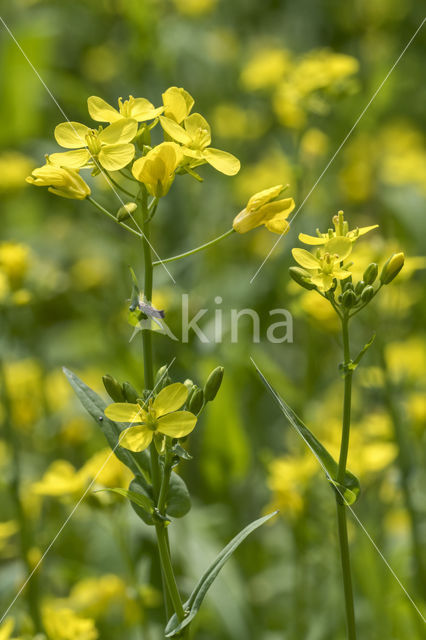 Turnip (Brassica rapa)