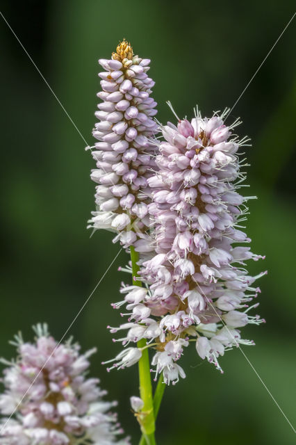 Adderwortel (Persicaria bistorta)