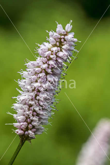 Adderwortel (Persicaria bistorta)