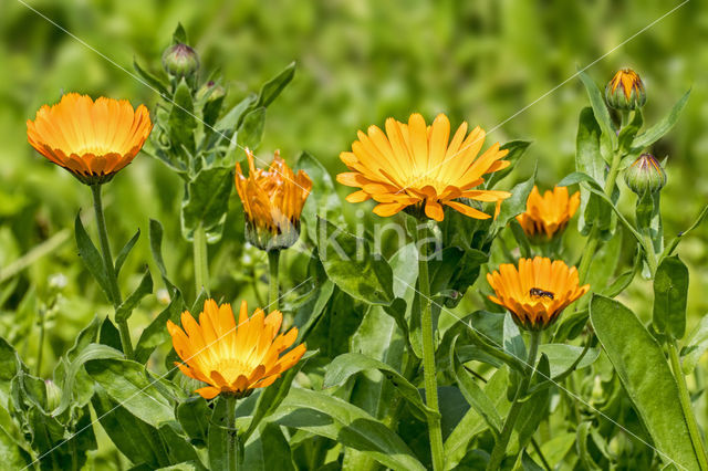 Pot Marigold (Calendula officinalis)