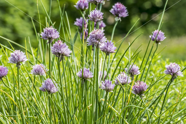 wild chives (Allium schoenoprasum)