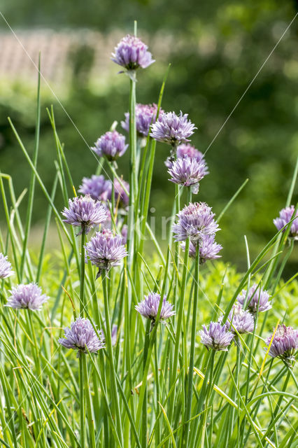 wild chives (Allium schoenoprasum)