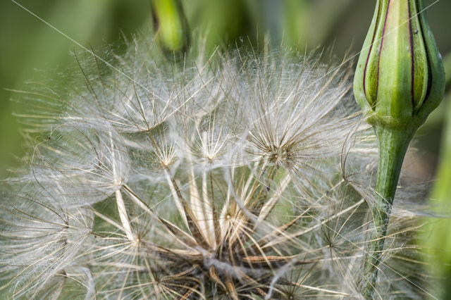 Gele morgenster (Tragopogon pratensis ssp. pratensis)