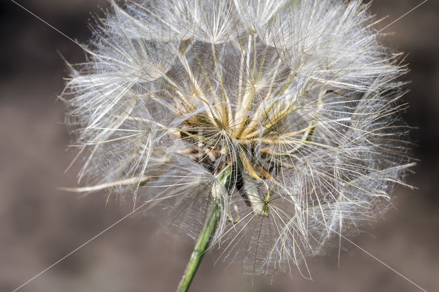 Gele morgenster (Tragopogon pratensis ssp. pratensis)