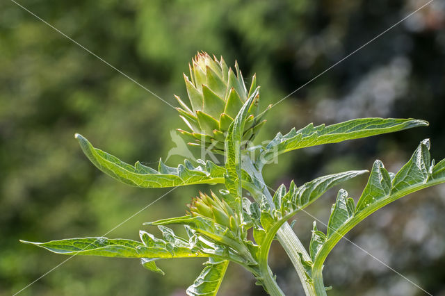 Globe artichoke (Cynara cardunculus var. scolymus)