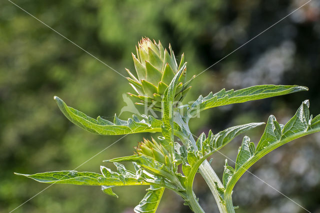 Artisjok (Cynara cardunculus var. scolymus)