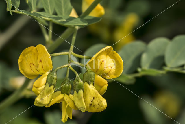 Europese blazenstruik (Colutea arborescens)