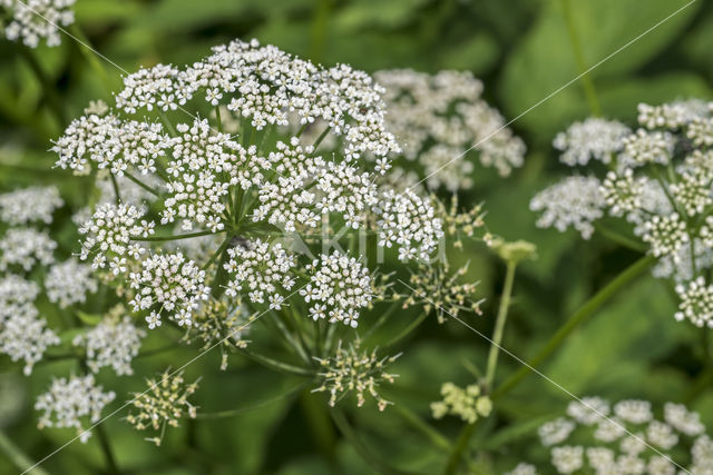 Ground-elder (Aegopodium podagraria)