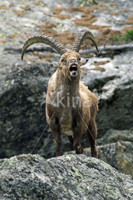 Alpen Steenbok (Capra ibex)