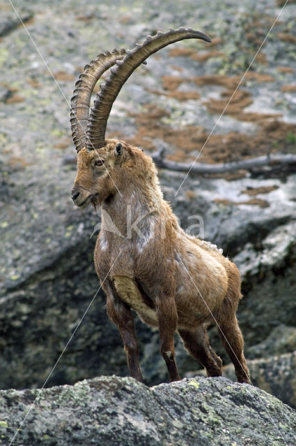 Alpen Steenbok (Capra ibex)