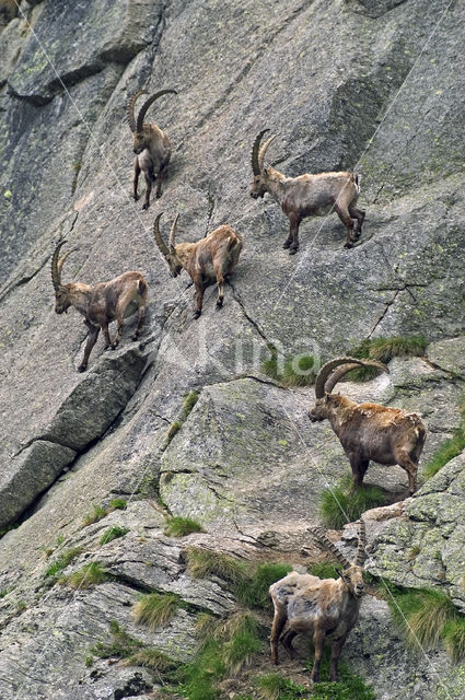 Alpen Steenbok (Capra ibex)