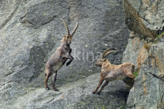 Alpen Steenbok (Capra ibex)