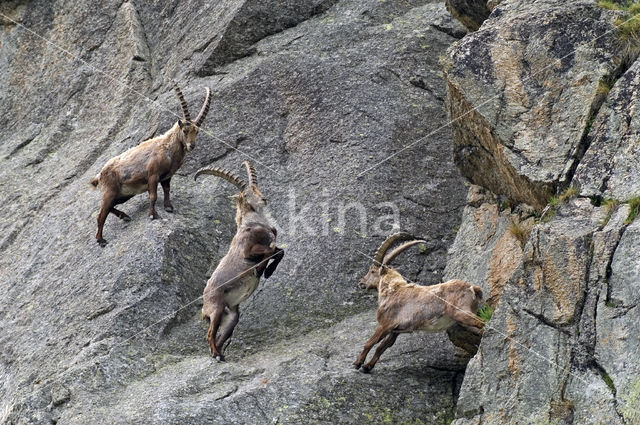 Alpen Steenbok (Capra ibex)