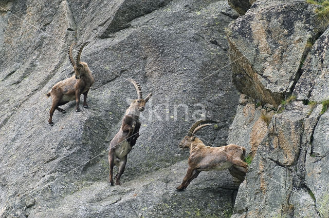 Alpen Steenbok (Capra ibex)